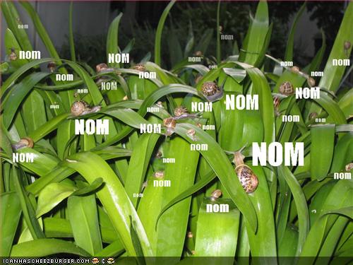 Image:Nom-snails.jpg